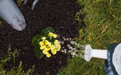 Spring Lawn Renovation